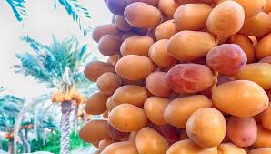 تصویر 5 از خرید و قیمت خرما زاهدی خشک + فروش عمده